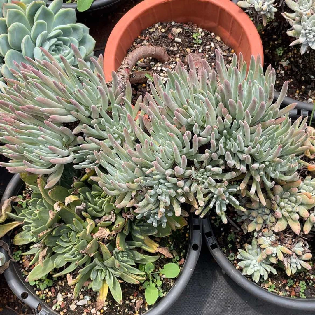 【闪购商品】爱度丽丝泡沫发货