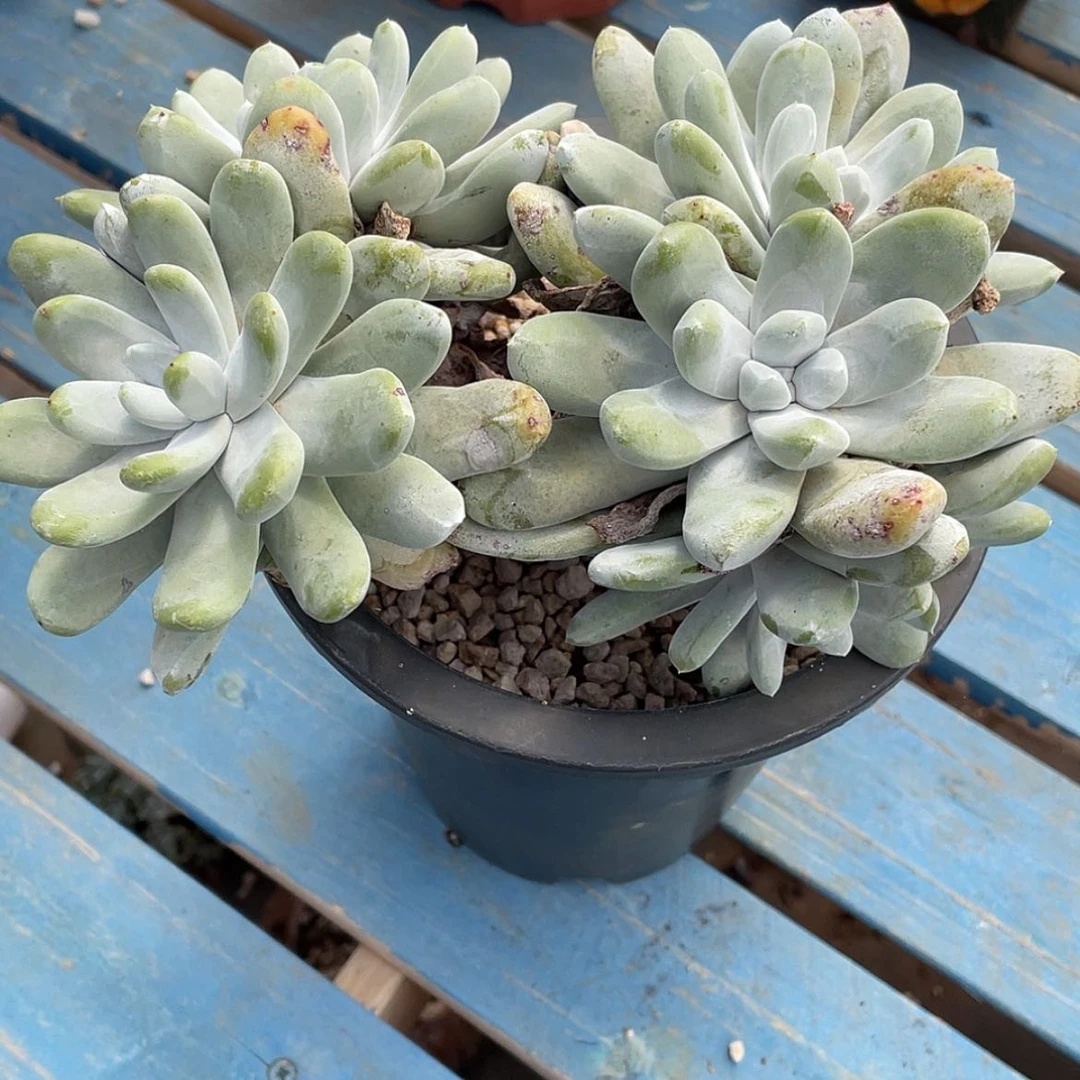【闪购商品】花朵拇指老庄