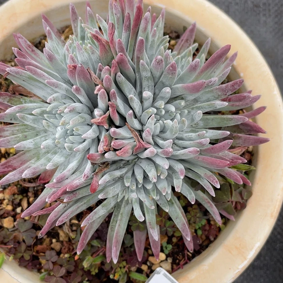 【闪购商品】白菊杂交