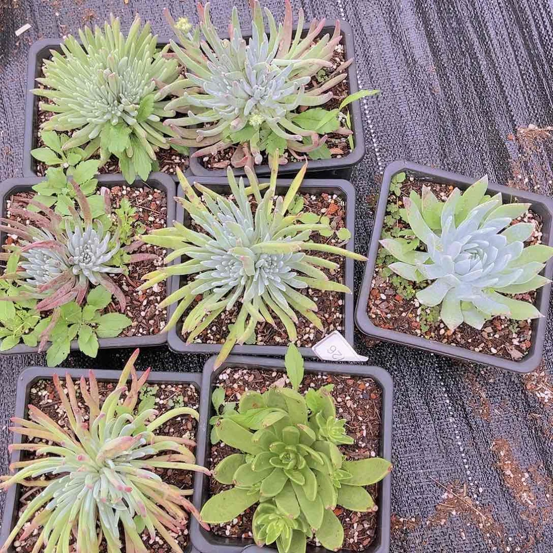 组合7颗仙女126仙女