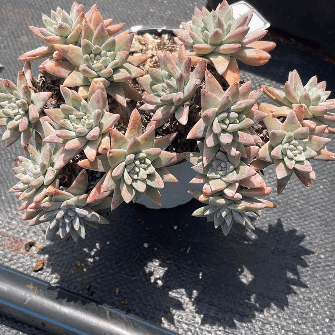 【闪购商品】白菊多头，