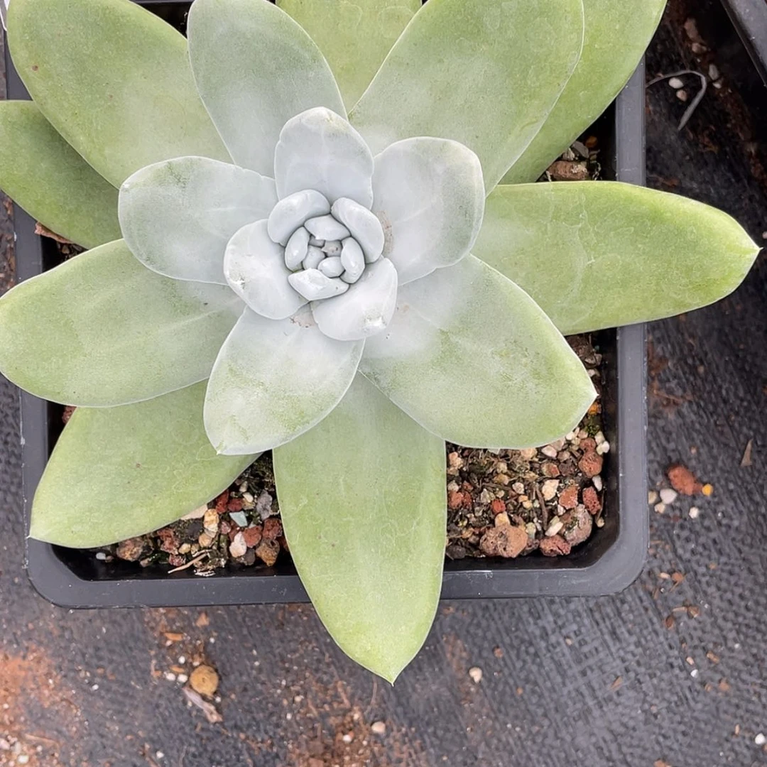 【闪购商品】拇指杂