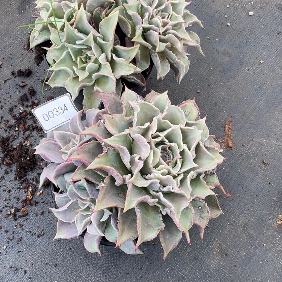 【闪购商品】苹****子两个饺子皮