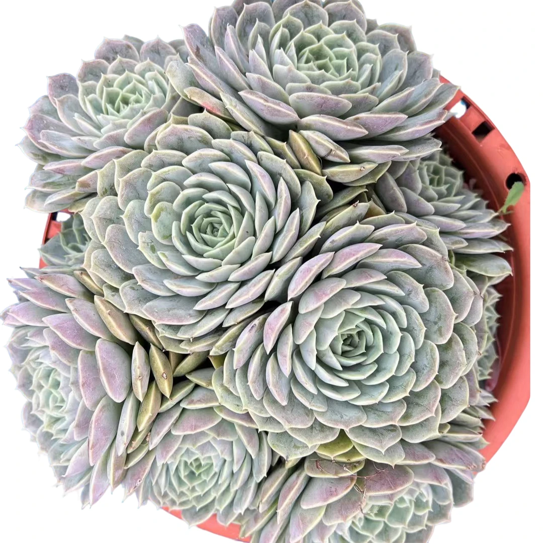 小张的花【【昂斯诺】】老桩精品造型飘枝造景盆栽盆景多肉