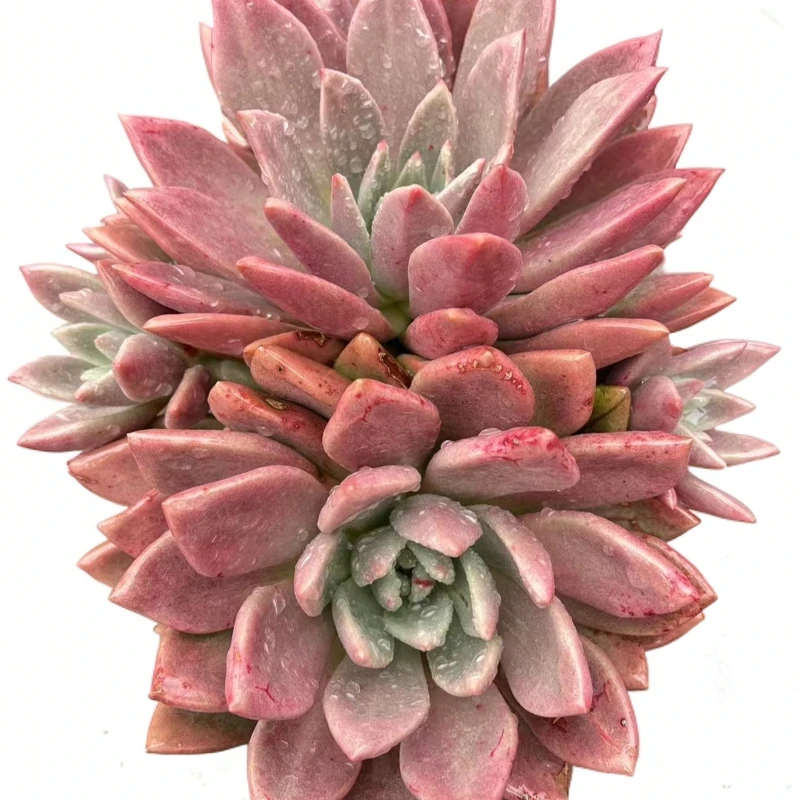 小张的花【弗兰克】老桩精品造型造景盆栽控养多肉