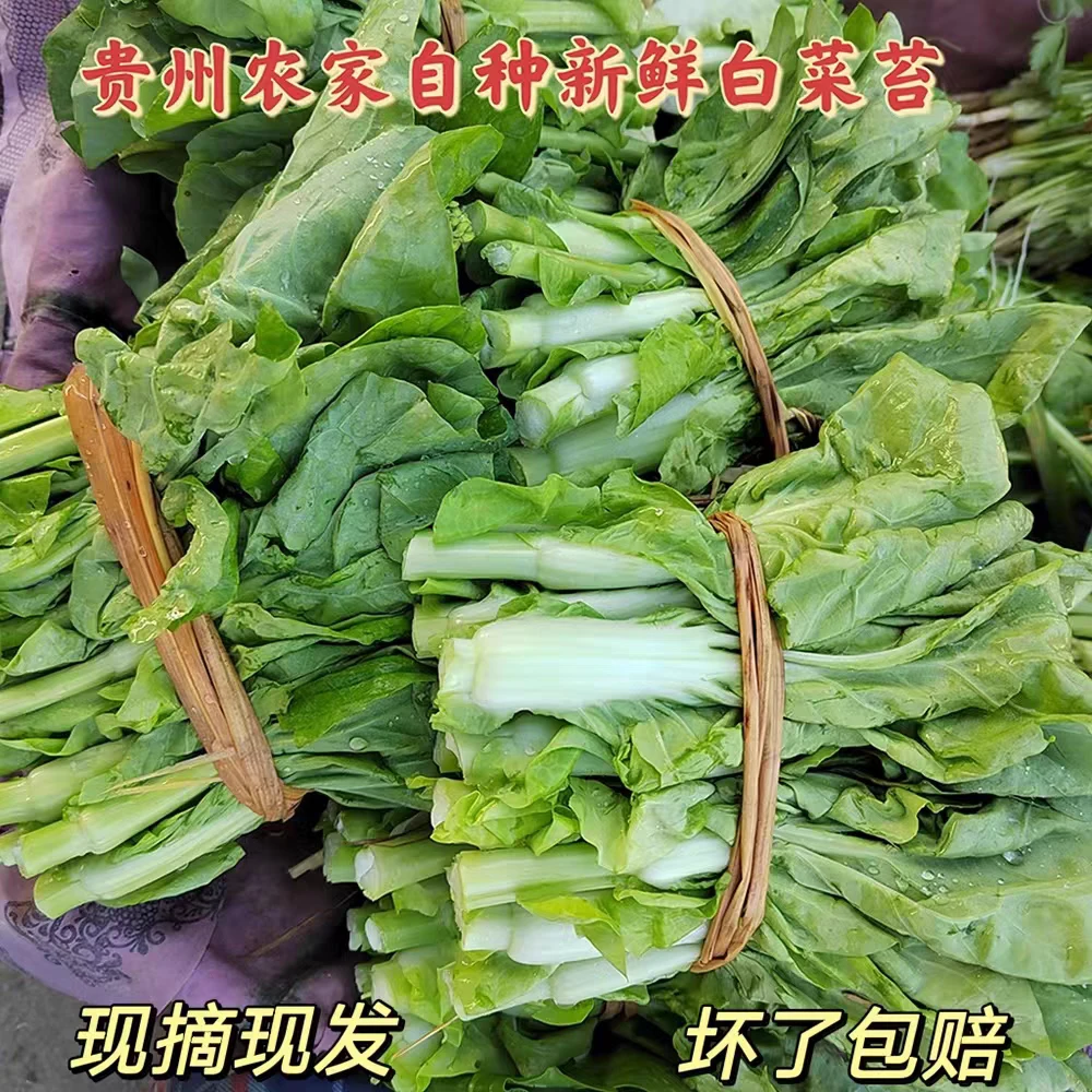 贵州农家自种新鲜白菜苔现摘蔬菜