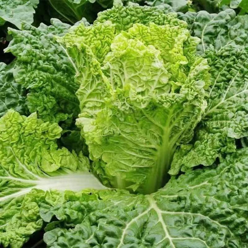 绿色蔬菜贵州高原 麻叶白菜 冷天 火锅菜 正宗的皱叶白菜 好吃