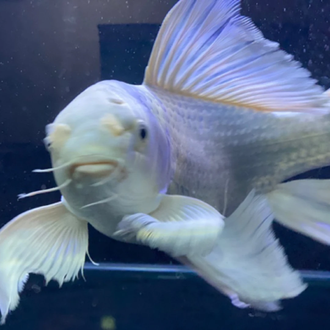 大普身蝴蝶鲤观赏鱼