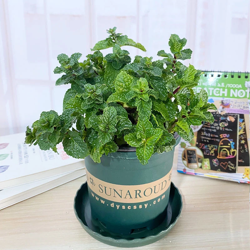 柠檬薄荷【春夏食用驱蚊】可吃薄荷盆栽薄荷叶驱蚊草植物薄荷苗留香