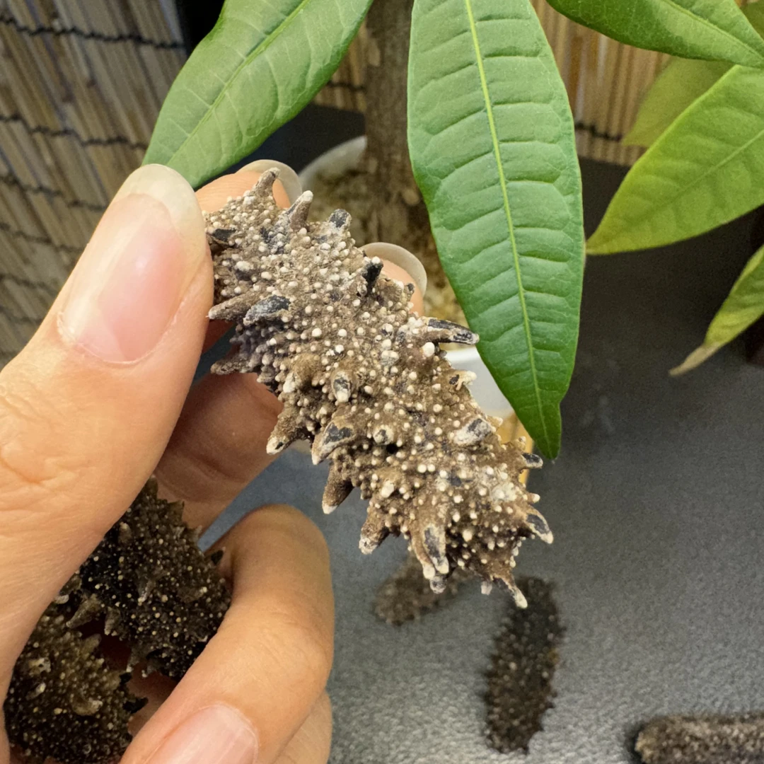 31大连大个头深海海参70头/斤250g/500g