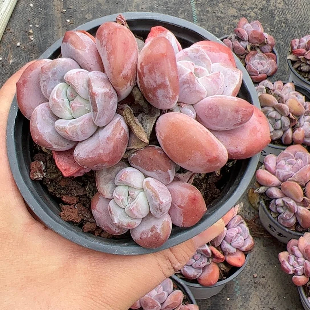 仙*贝151 多肉植物组合盆栽