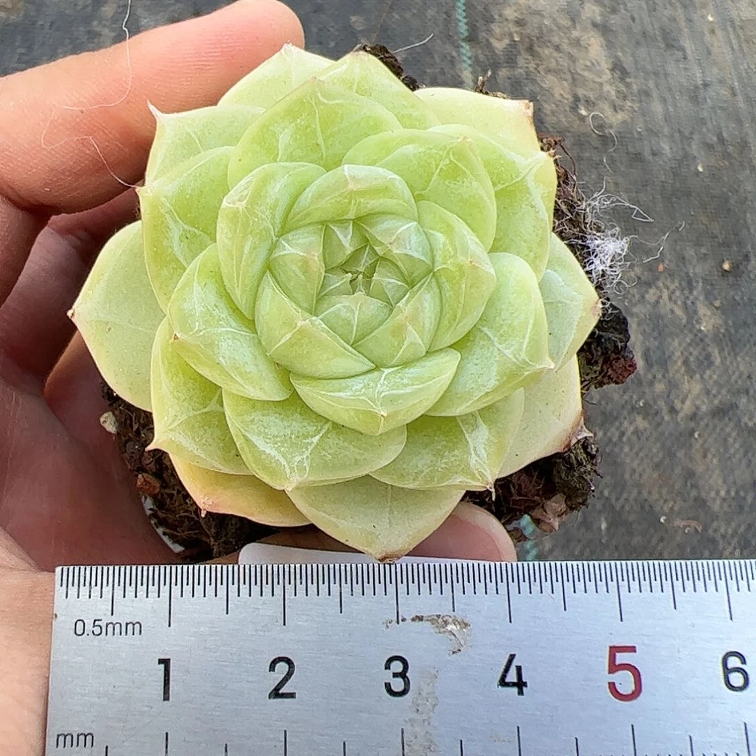 妙*佳724 多肉植物组合