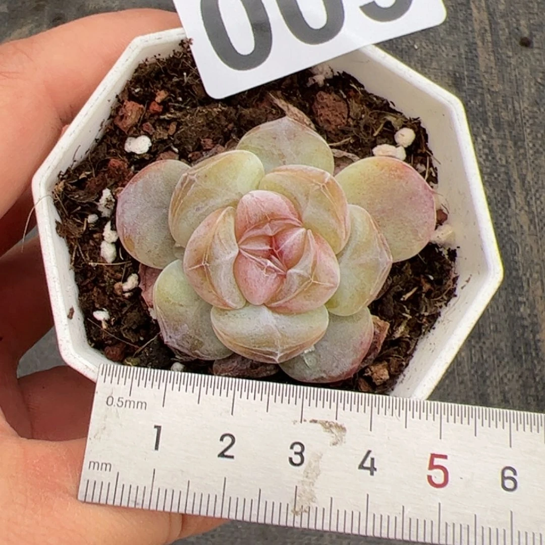 小*星600 多肉植物组合