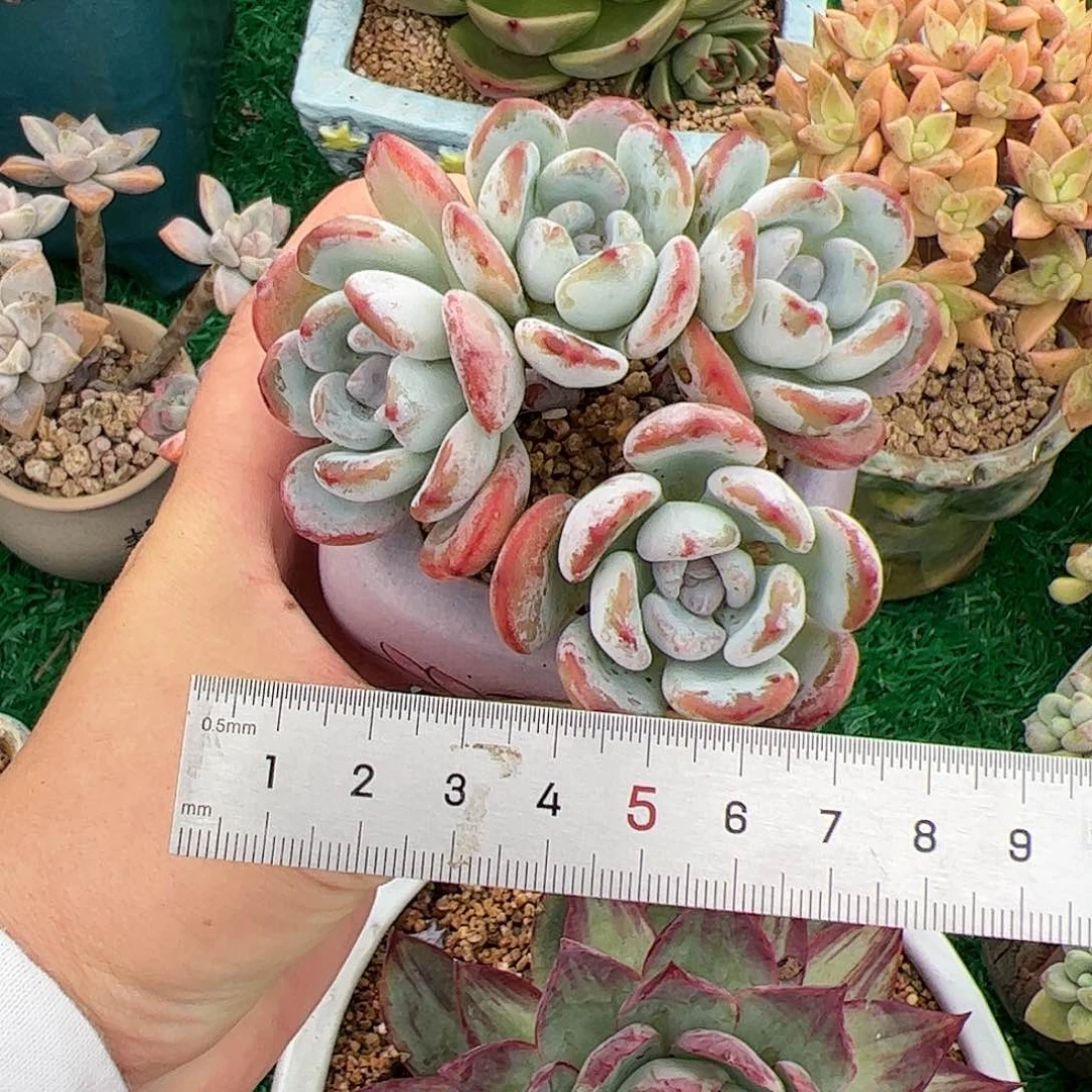 Q****见291 多肉植物盆栽植物