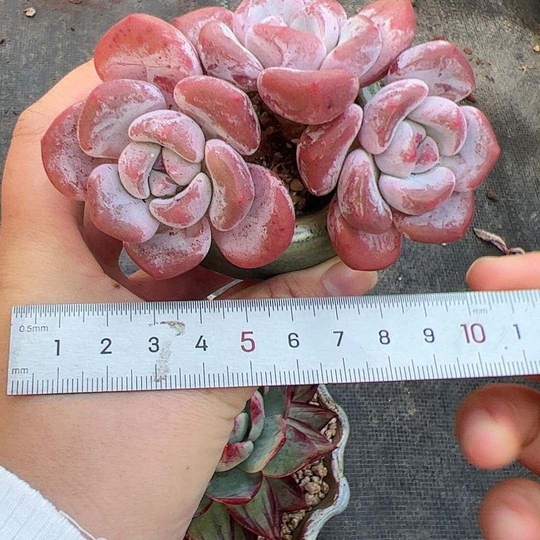 我****哇039 多肉植物组合