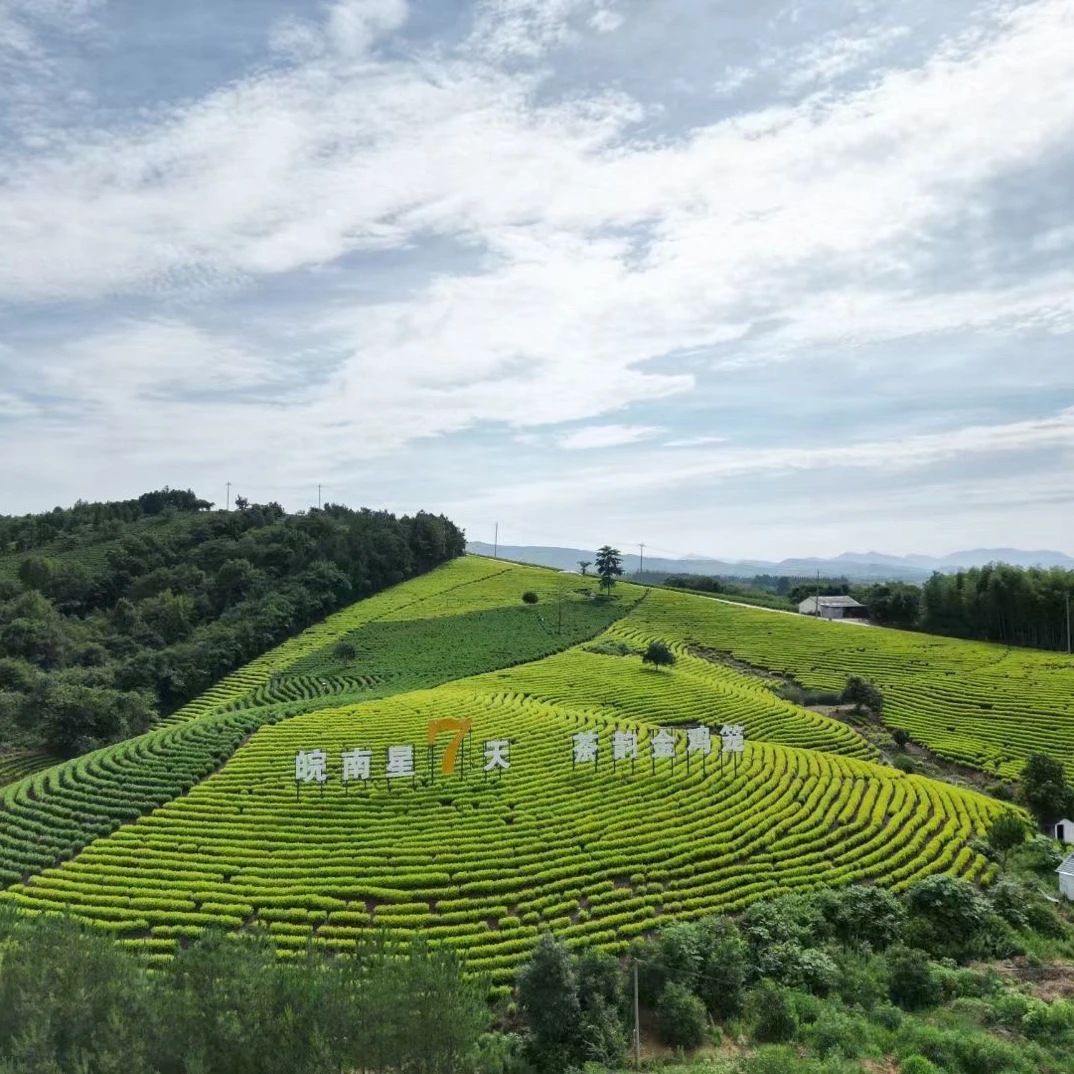 2025年新茶招牌小芽黄金芽浓香耐泡