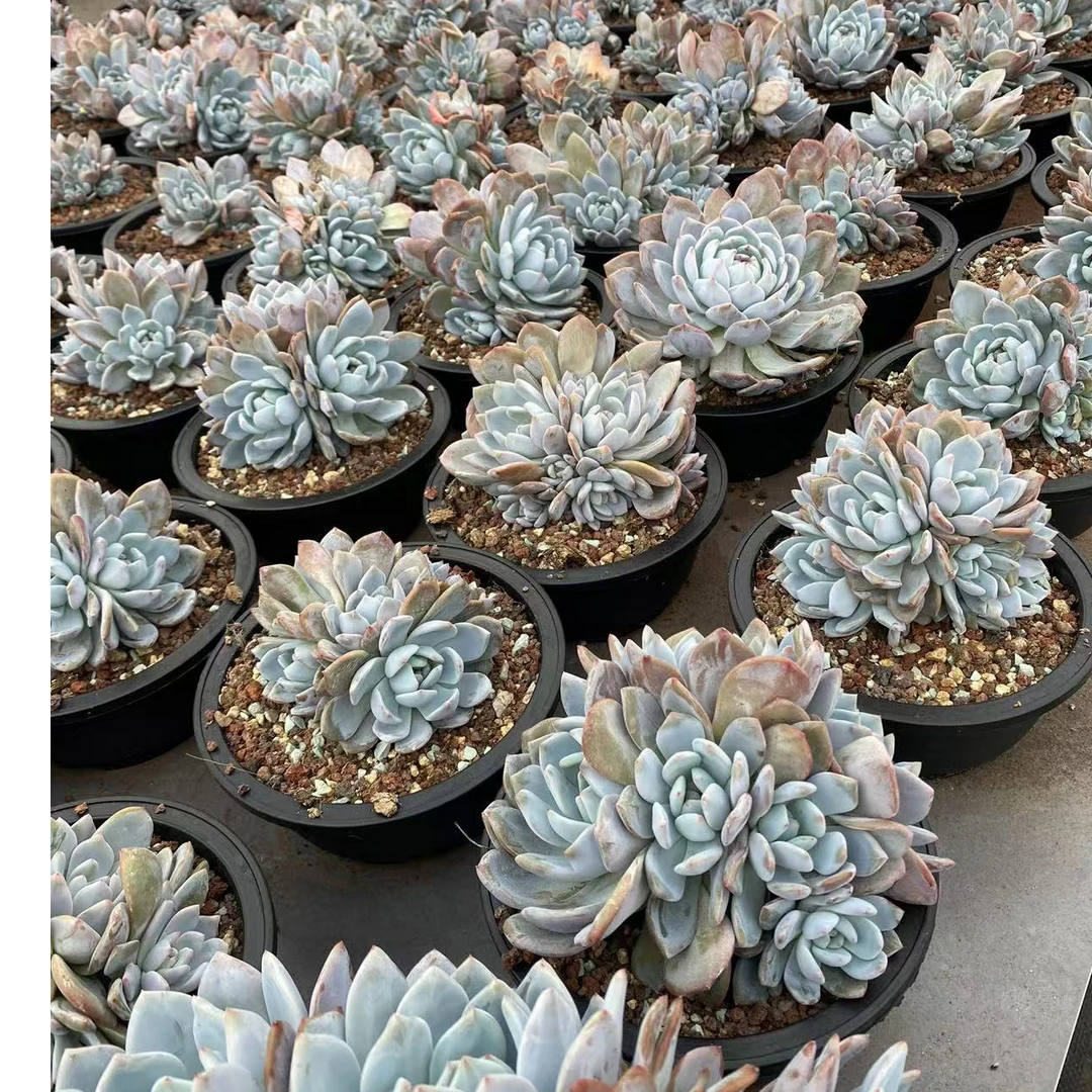 开播福利，随机3颗2－4头群生星影