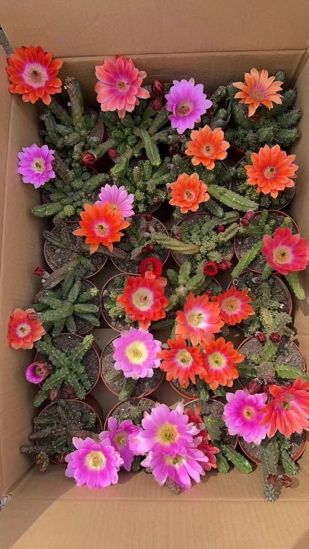 水仙晴朗，花色有深有浅，尺寸直播间展示为准，18包邮，偏远不包邮！