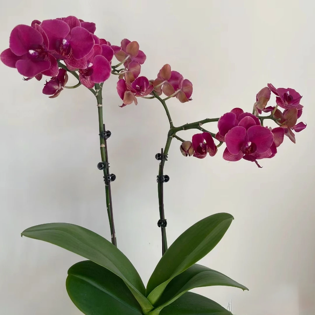 双花剑《蒙特勒》2.8寸蝴蝶兰 蜡质花，中大花型