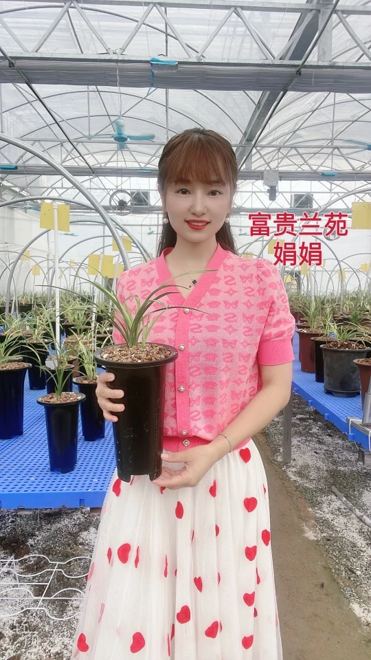 富贵兰苑邮费专用单蕙兰