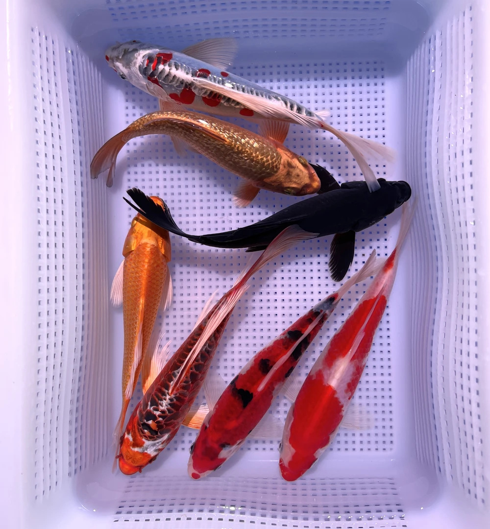 【12-14cm7条锦鲤搭配】锦鲤鱼活鱼观赏鱼红白三色直播包邮包活包损