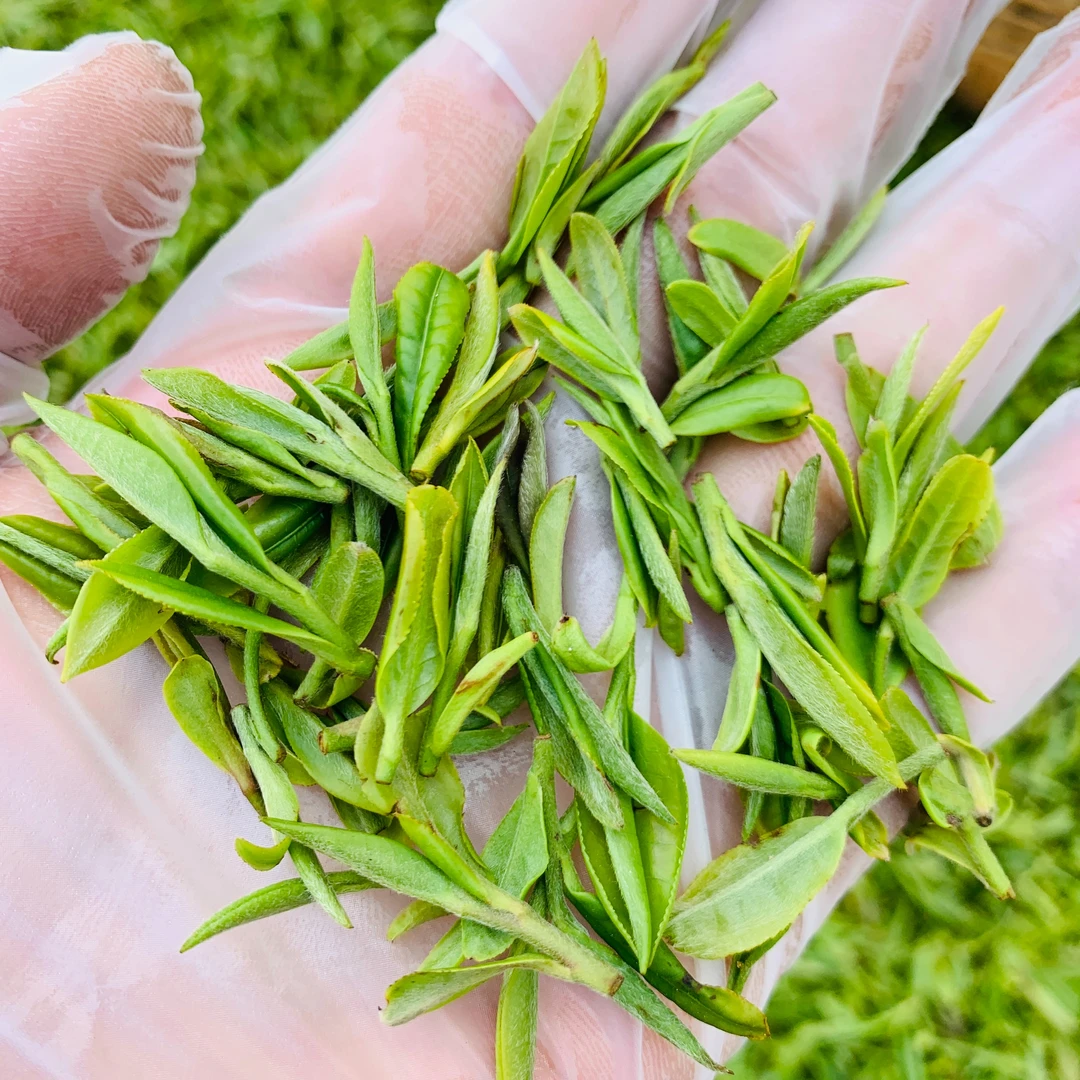 2025年【特级土茶老树种】日照绿茶开园头采茶清香豌豆鲜味回甘持久