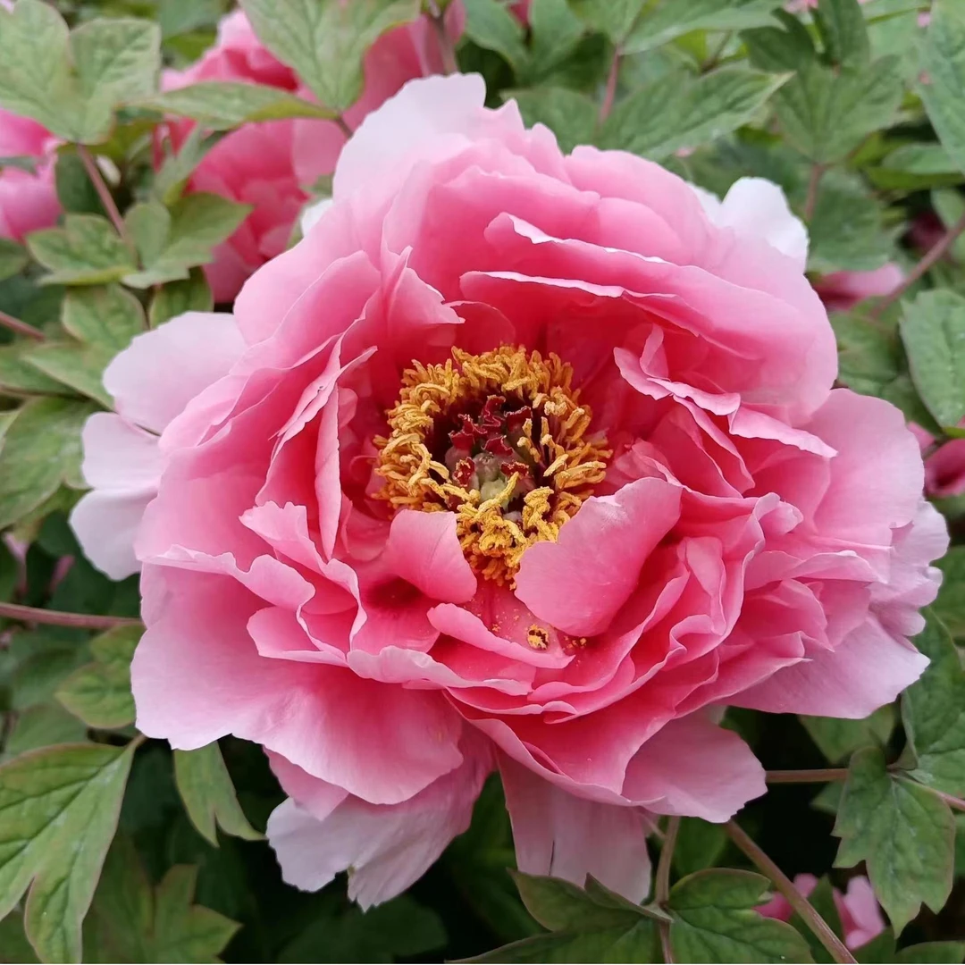 牡丹【层中笑】菏泽基地直发，庭院种植，室内外观赏花卉