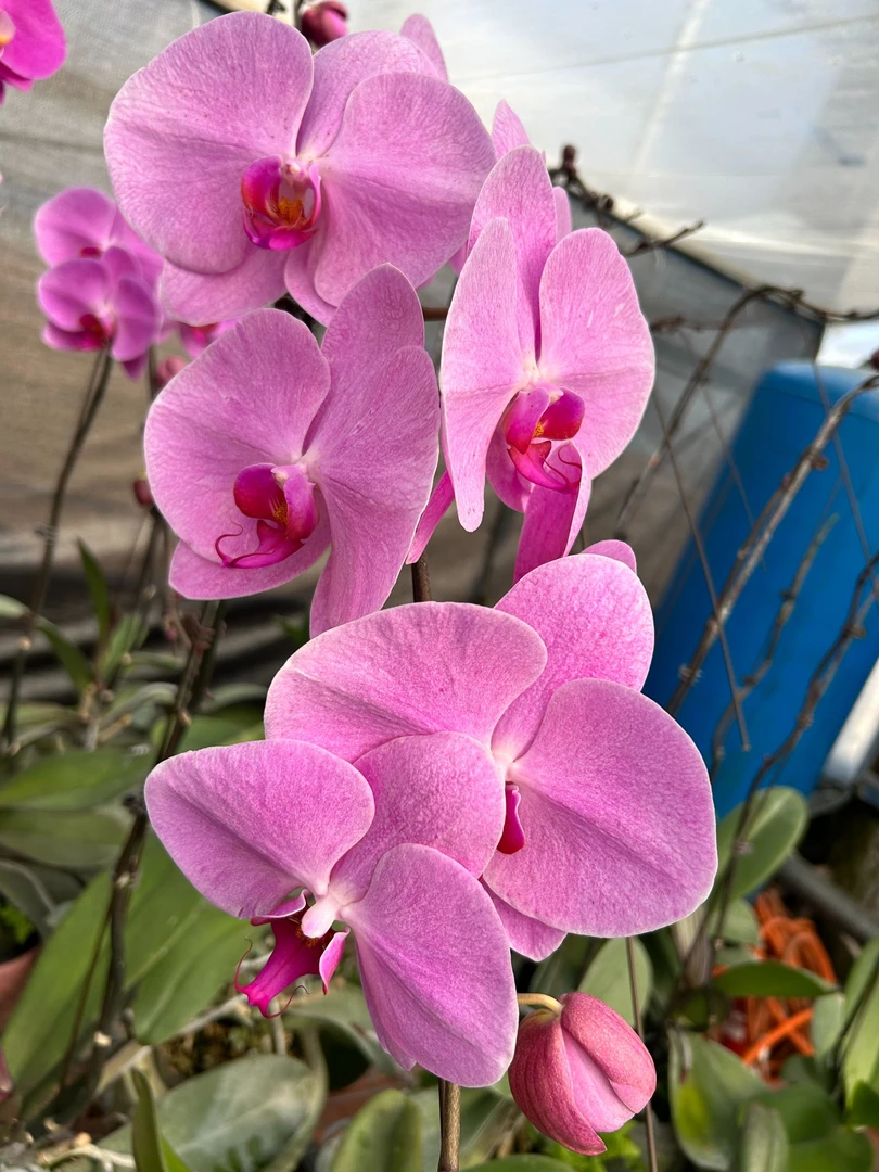 蝴蝶兰【粉冠军】盆栽绿植3.5寸大苗带花剑室内高端花花期长好养活