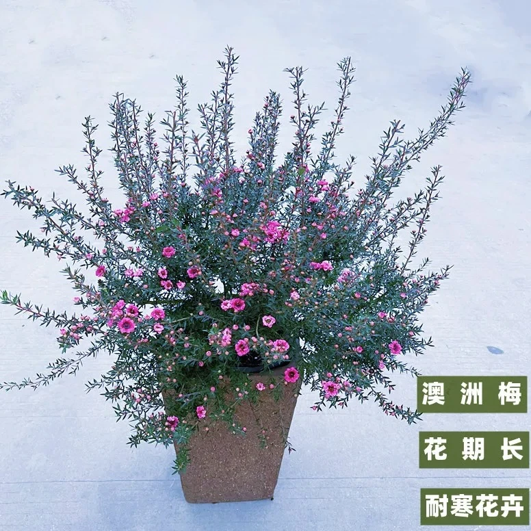 松红梅带花苞澳洲雪花梅室内室外花卉盆栽阳台四季观花
