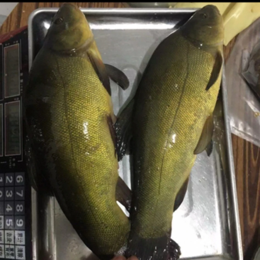 四川丁桂鱼 丁贵鱼包邮发货