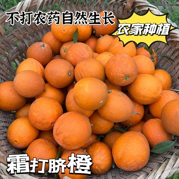 四川霜打脐橙【自然生长 不打药】5斤 我很丑 但特甜