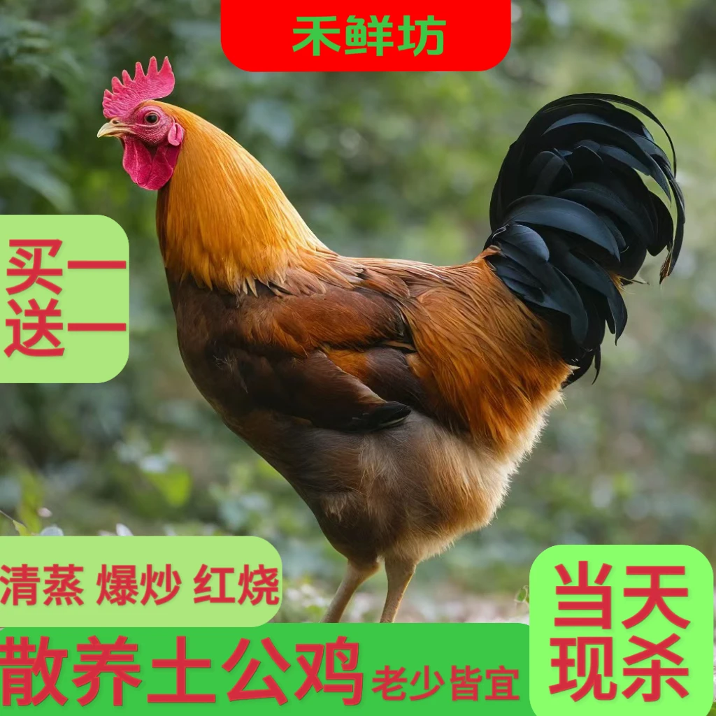 【买一送一】5斤2只农家林下散养正宗跑走地鸡大土公鸡现杀新鲜顺丰