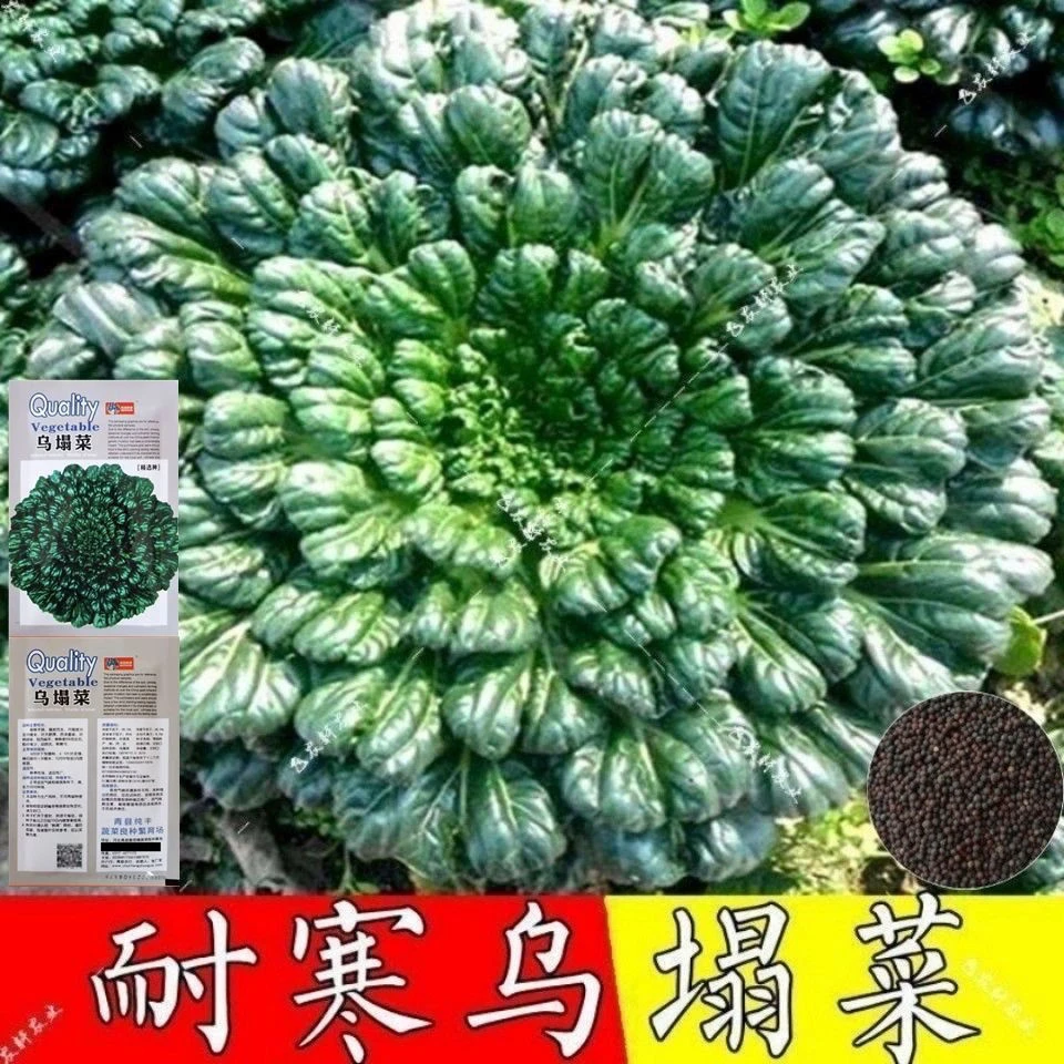 乌塌菜种子高钙保健蔬菜养心菜种黑白菜种子秋冬四季播种农家易种