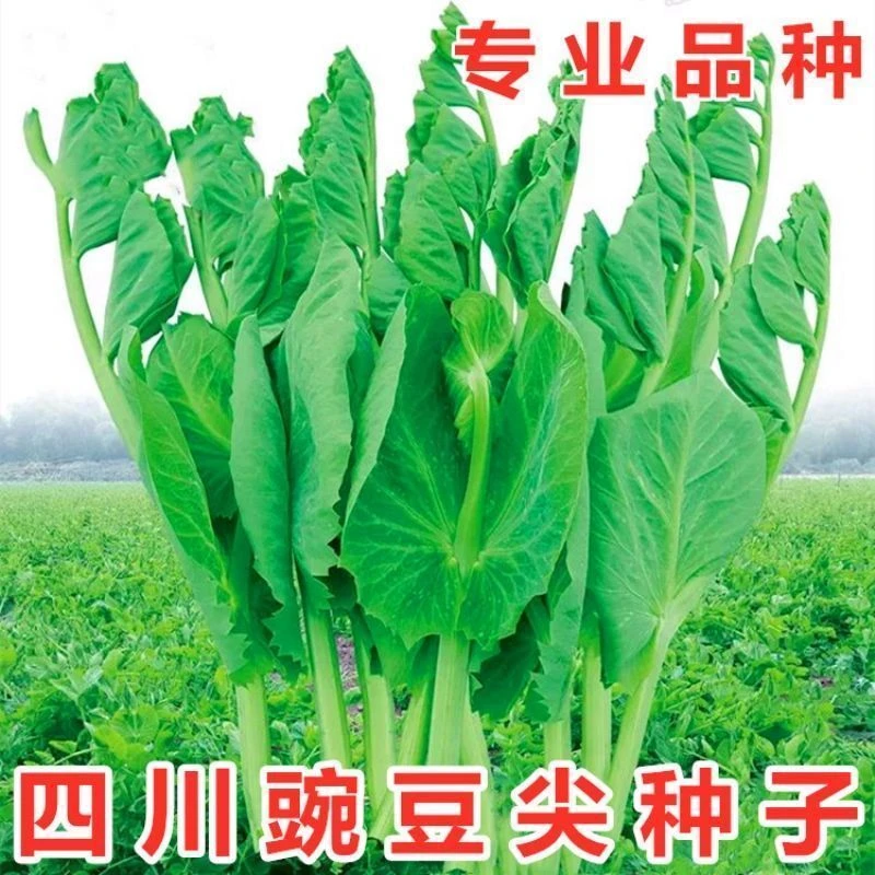 豌豆苗种子无须豌豆尖甜豌豆荷