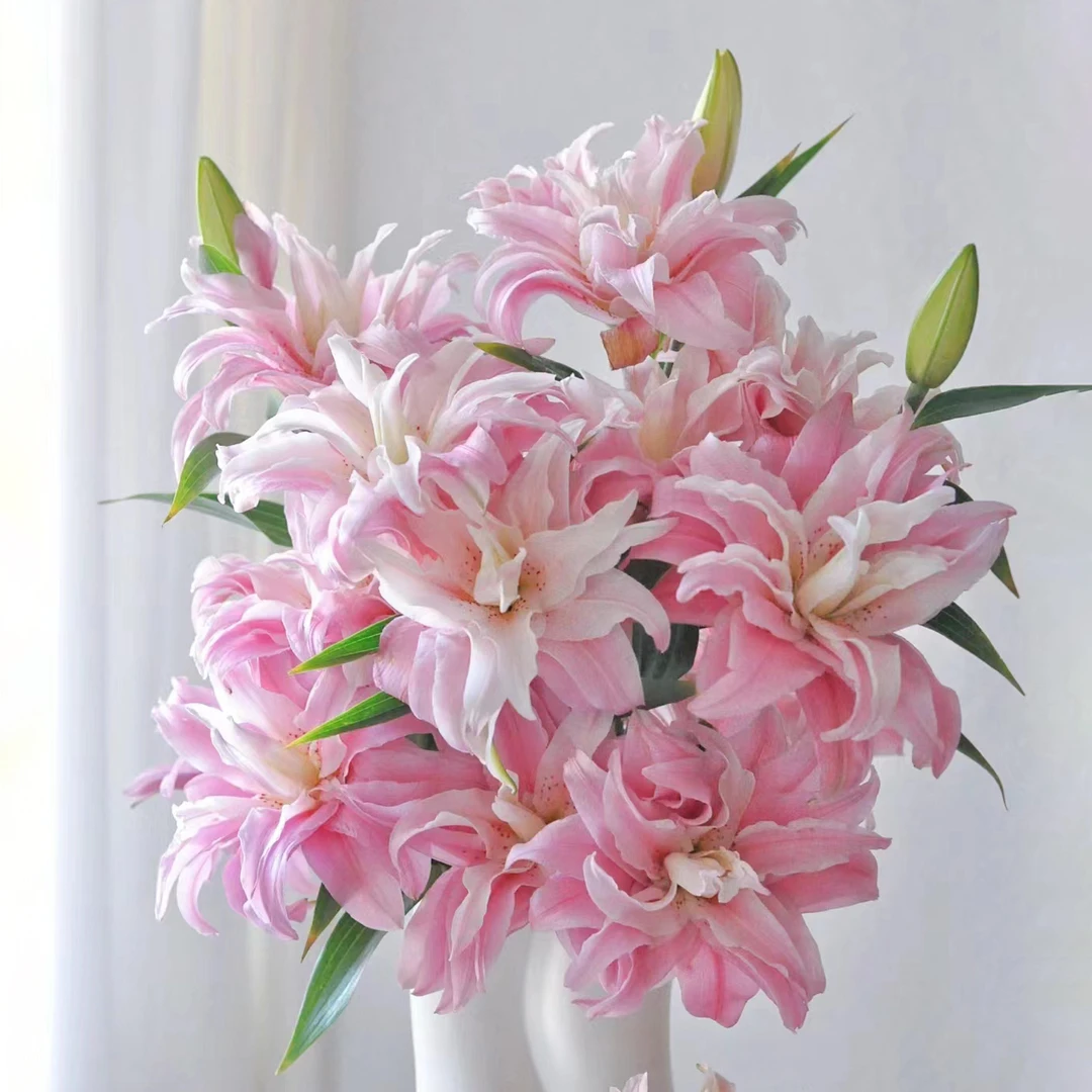 【高货特惠】A级莲花雅致重瓣百合 百合鲜花 重瓣香水百合 顺丰包邮