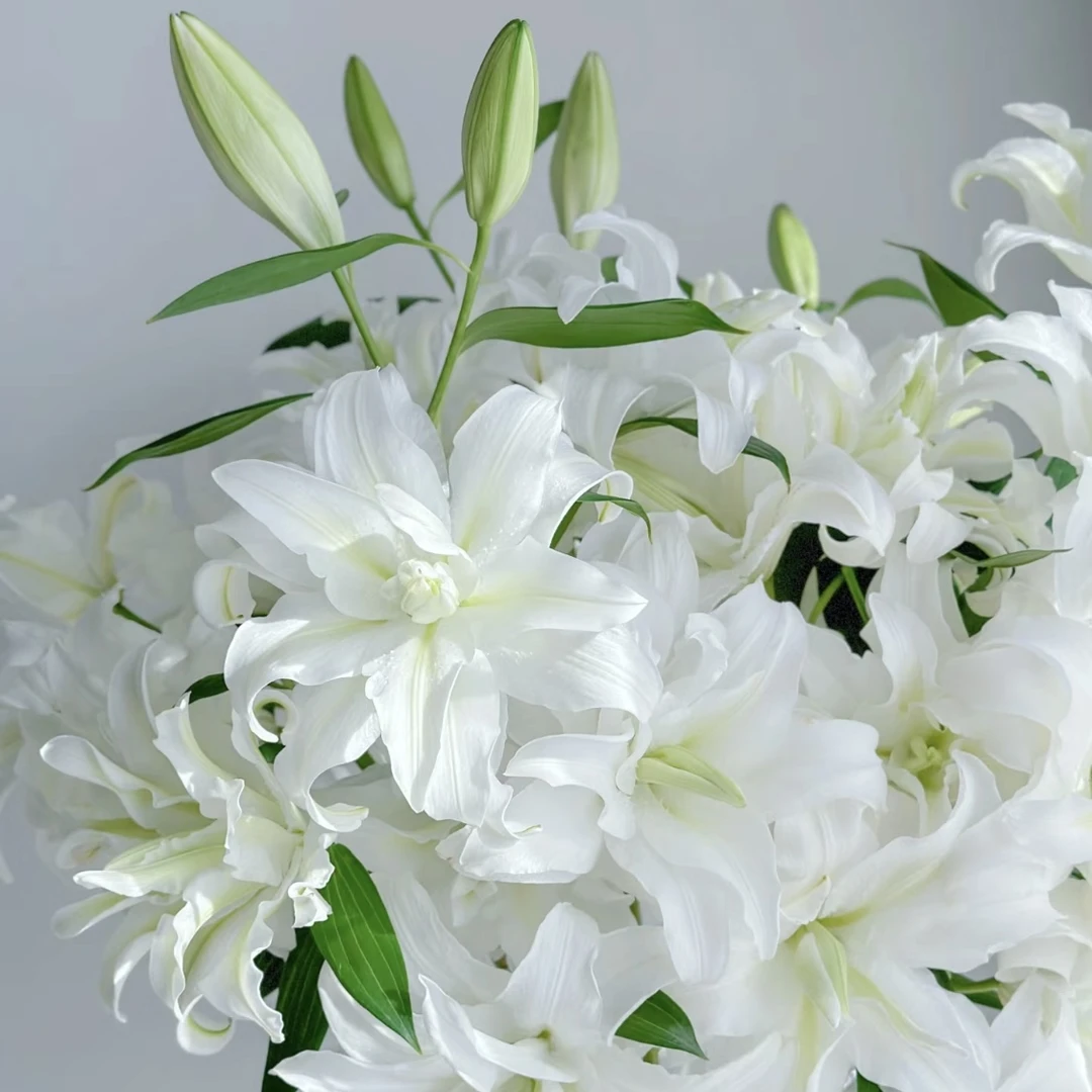 【2单包邮】爱莎重瓣百合白色有香味新鲜花家用花家居长花期花包邮
