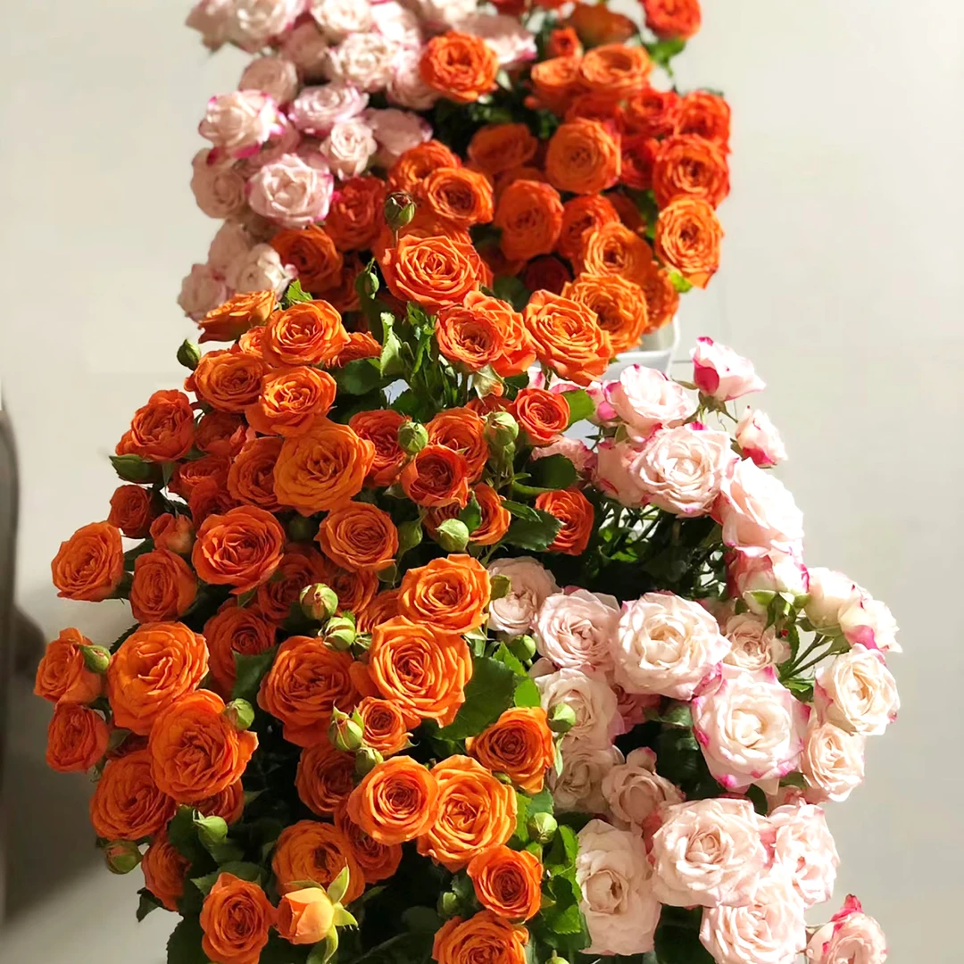 【超值组合】橙色芭比+折射多头玫瑰组合 玫瑰花束 新鲜鲜花1单包邮