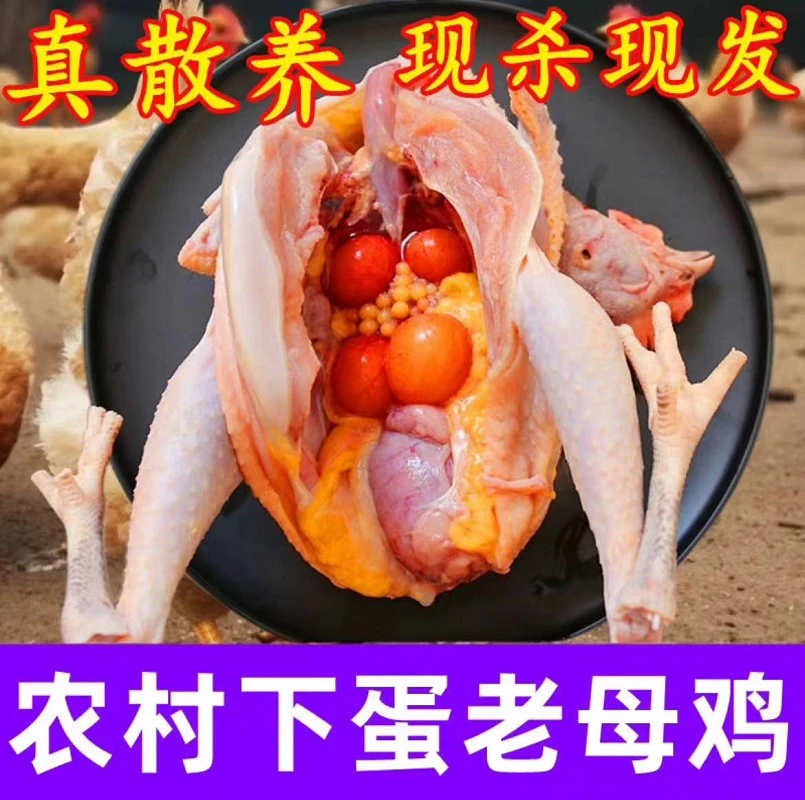 老母鸡 散养母鸡土鸡 新鲜冷冻鸡肉生鲜散养土鸡生鲜鸡肉