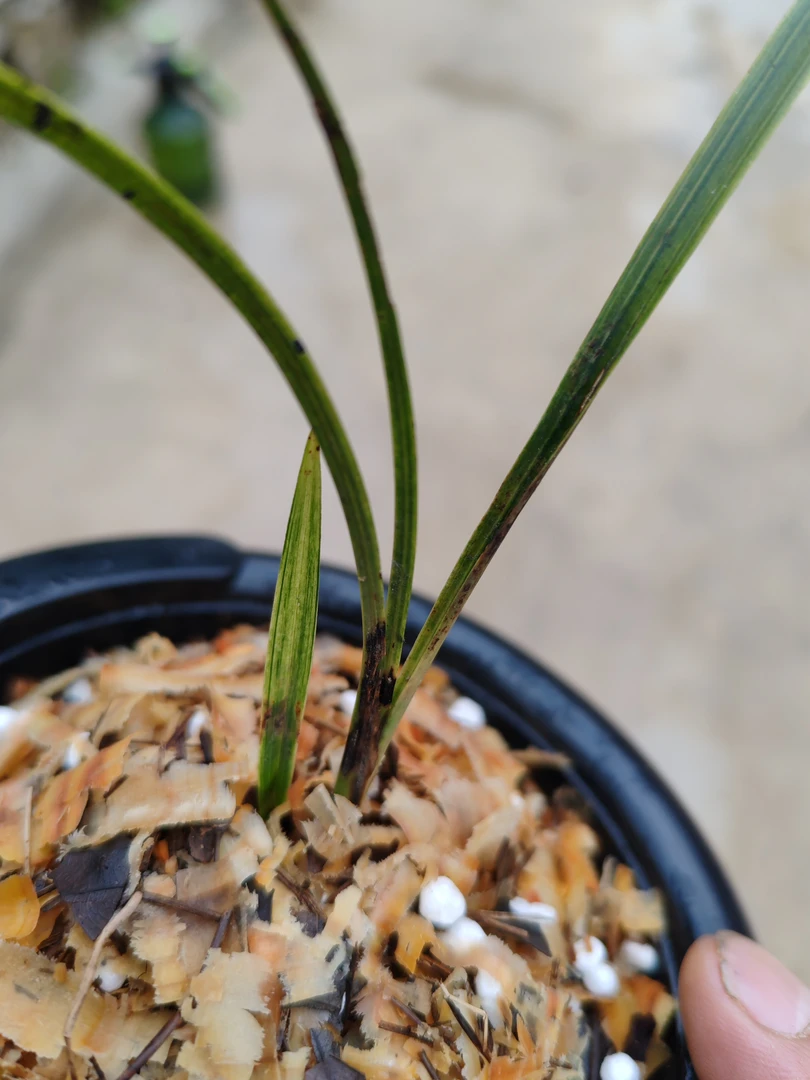 为广大兰友精心挑选精品兰花