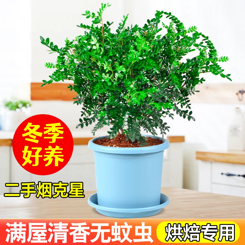 清香胡椒木盆栽室内植物驱蚊四季绿植桌面盆景蛋糕烘培装饰摆盘叶
