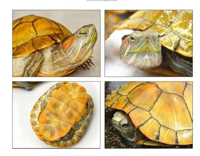 巴西龟宠物龟活体乌龟直播链接