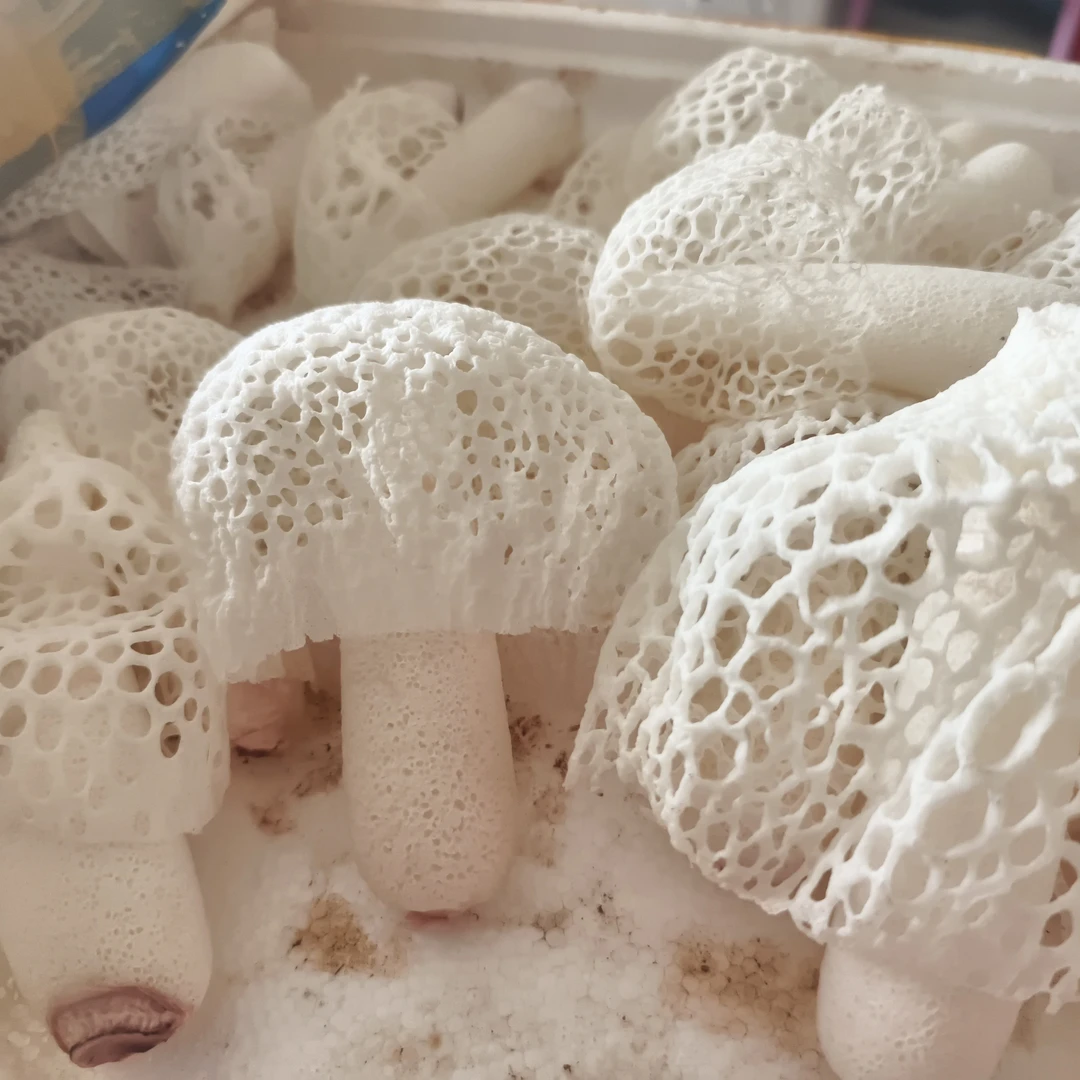 新鲜竹荪菌竹荪花顺丰空运发货