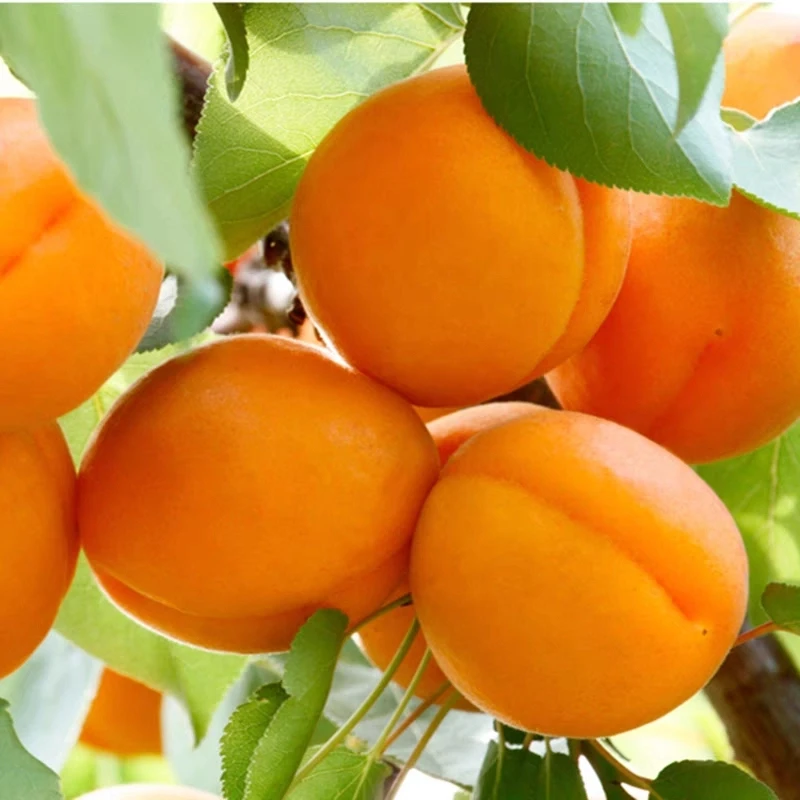 嫁接帝王杏果树苗地栽盆栽巨蜜王杏树苗南北方庭院四季种植杏树苗