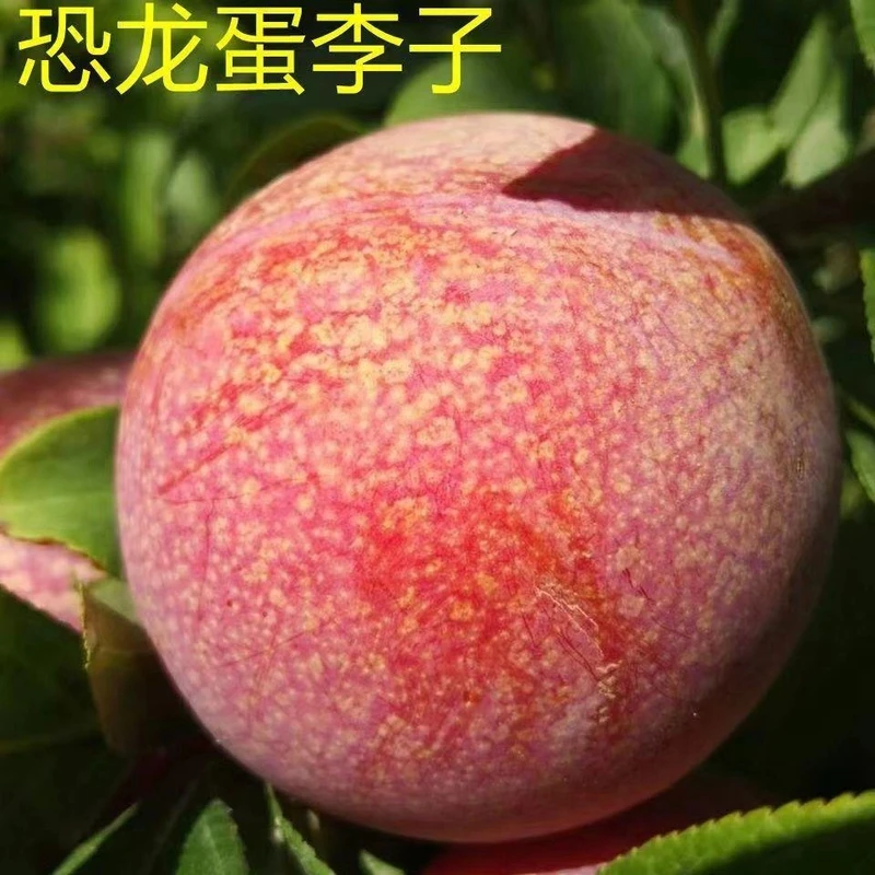 新品恐龙蛋李子苗嫁接血丝红心李子苗南北方种植盆栽地栽当年结果