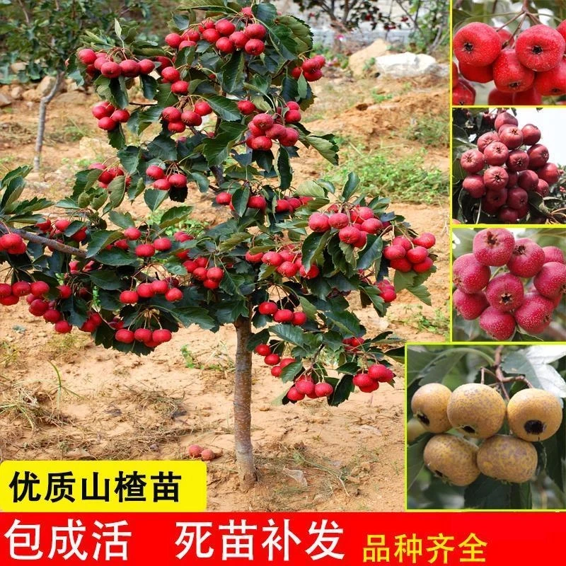 嫁接山楂树苗大五棱甜红子山楂树苗南北方种植盆栽地栽庭院山楂苗