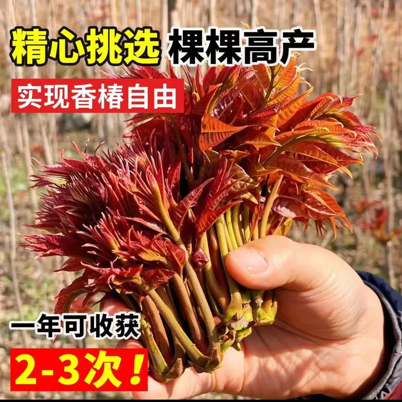 香椿树苗食用红油香椿苗地栽盆栽南北方四季种植绿油香椿高产树苗