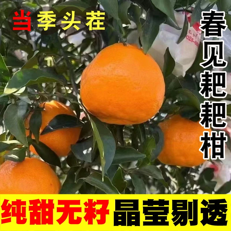 净重8斤-四川眉山春见耙耙柑新鲜水果现摘现发爆甜多汁.