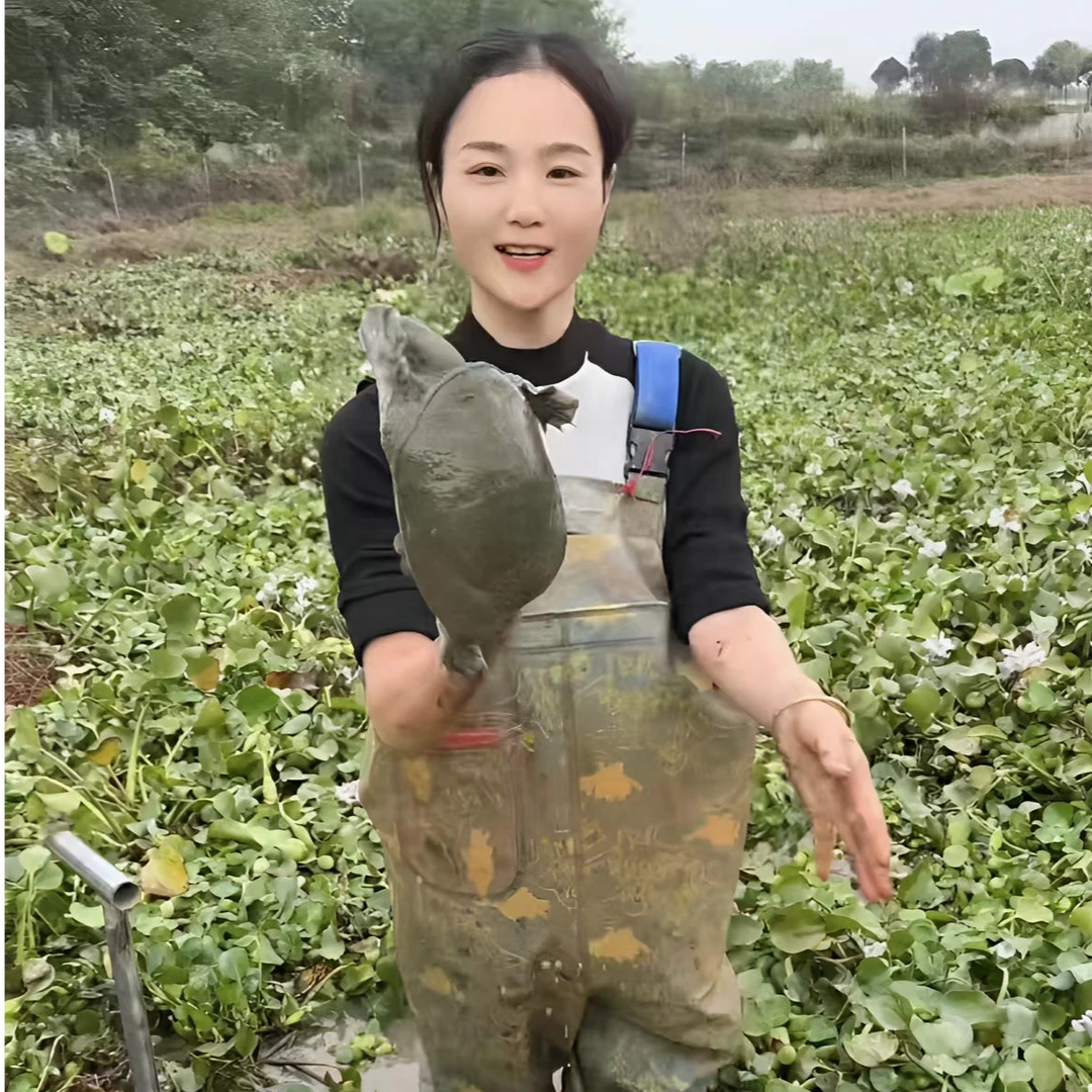 包邮包活生态散养老甲鱼1-8斤