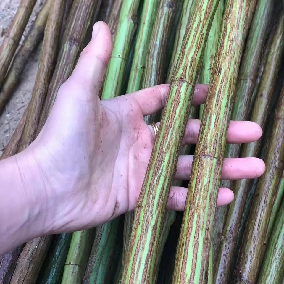 无刺蔷薇杆子带根嫁接月季砧木山木香刺梨金樱子蔷薇老庄