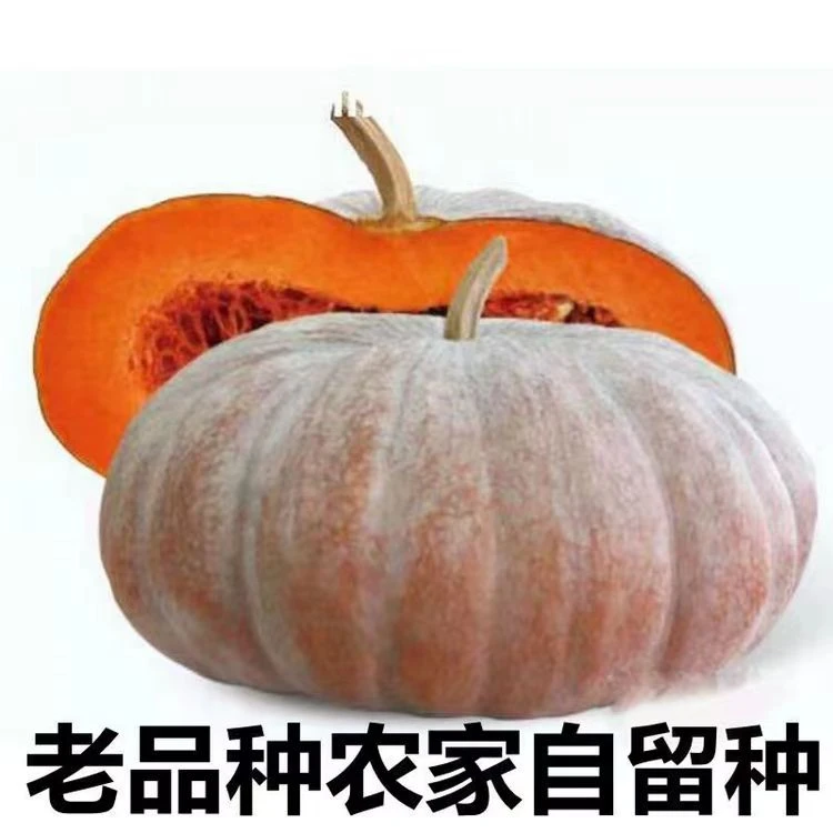 磨盘老南瓜土南瓜甜南瓜圆南瓜扁南瓜老品种老南瓜1个包邮